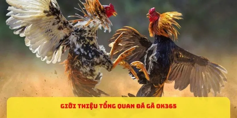 Giới thiệu tổng quan đá gà tại OK365